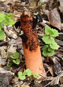 stinkhorn 균 류, mutinus 선 충, 미국의 썩은 벌레, 버섯, 곰 팡이, 공장, 자연