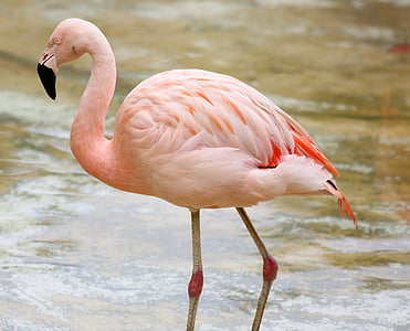 flamingo by the lake, colorful, bird, great, wild, bird on the lake