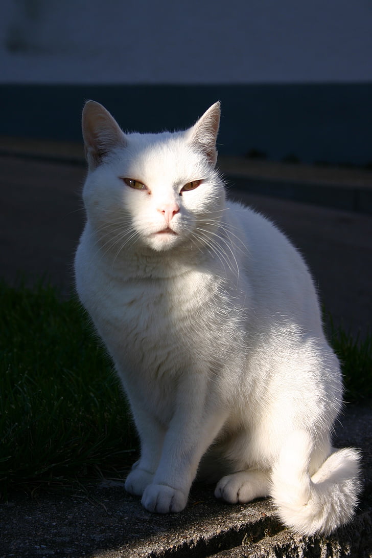 con mèo, vật nuôi, động vật, động vật có vú, trắng, mặt trời, ngồi