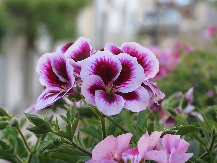 nature, flower, macro