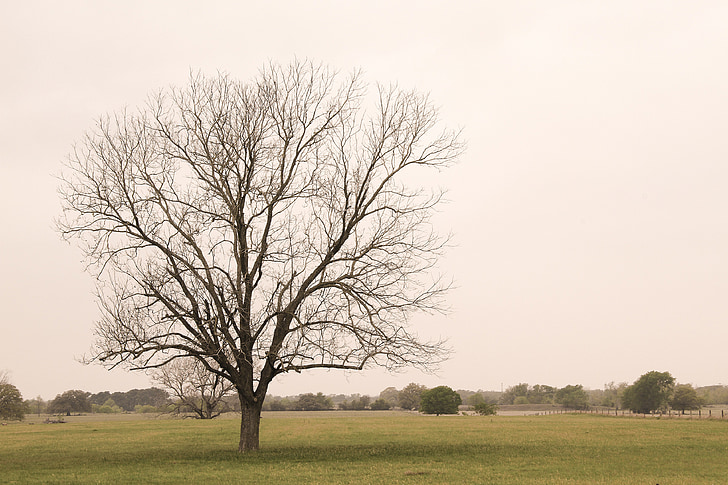 tree, field, branch, meadow, spring, nature, countryside