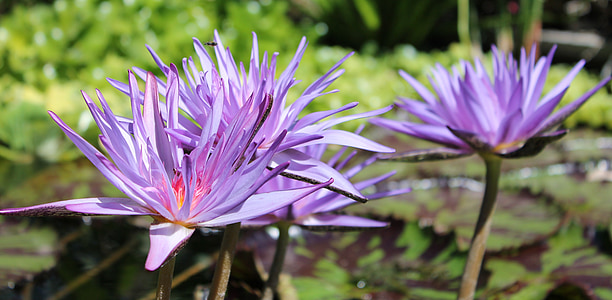 紫色的小花, 紫色, 花, 睡莲, 池塘, 自然, 植物