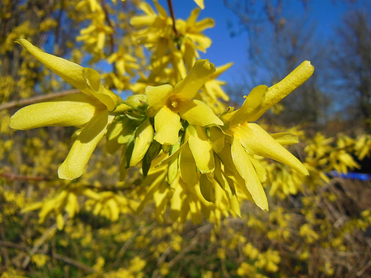 forsythia, άνοιξη, θάμνοι, ανθισμένα, κίτρινα άνθη, Φυτικό Βασίλειο, φύση