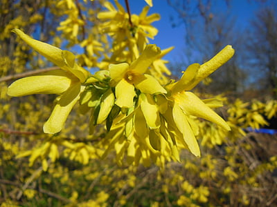 Forsythia, Primavera, arbustos, florescendo, flores amarelas, Reino vegetal, natureza