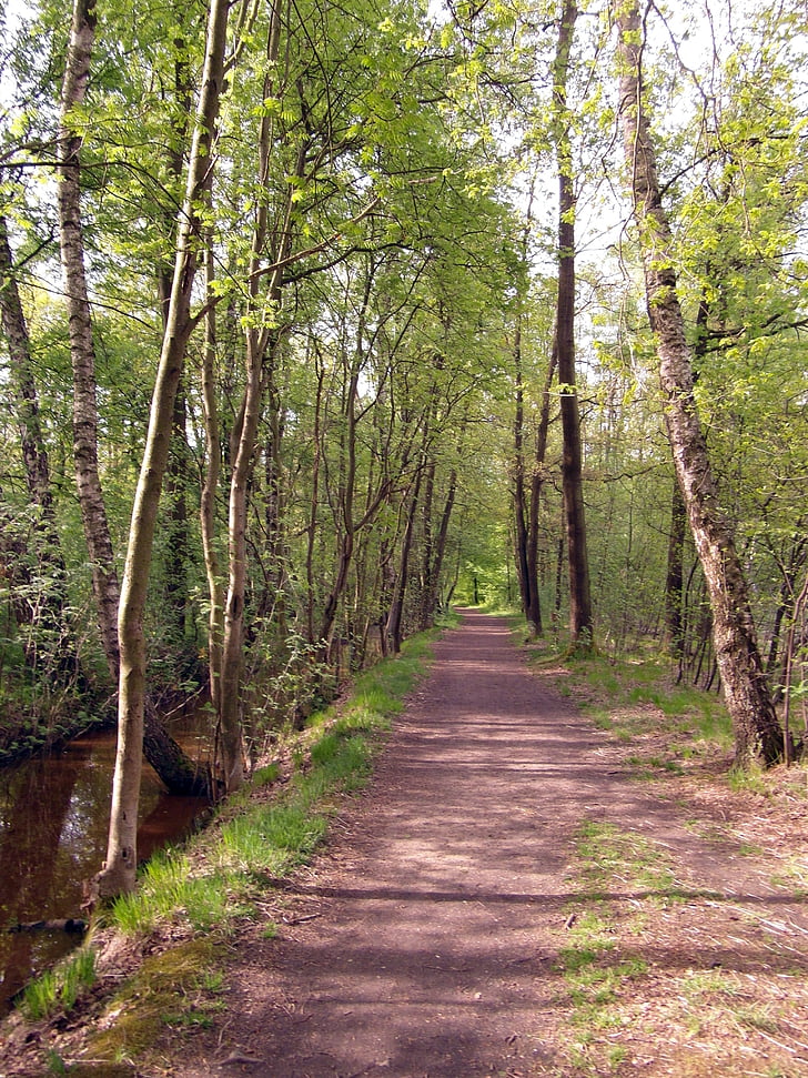 đi, đi bộ đường dài, bảo tồn thiên nhiên, Moor, có thể, đấu thầu, màu xanh lá cây