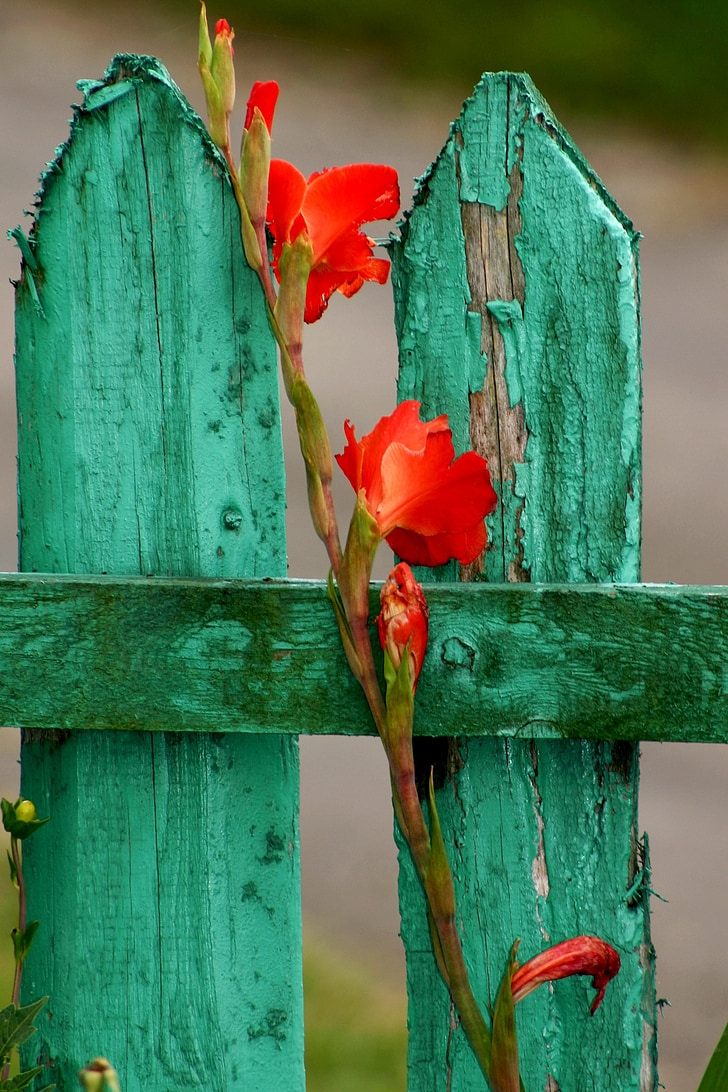 fence, flower, red, garden fence, macro, large flowers