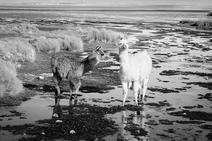 lhama, alpaca, deserto de Atacama, oásis, natureza, natureza selvagem, Chile
