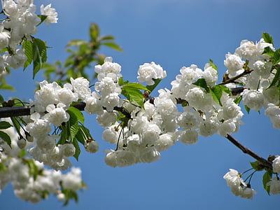 strom, kvet, kvety, jar, Príroda, farby, biela