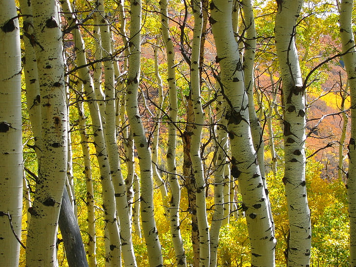 árvores, floresta, Outono, Outono, natureza, Aspen, tronco de árvore
