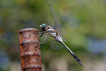 Dragonfly, hmyz, společný sběrač, Chyba, makro, běloocasý, Orthetrum albistylum