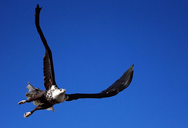 Adler, φαλακρός αετός, vodel, ζώο, πουλί της λείας, Raptor, σχήμα