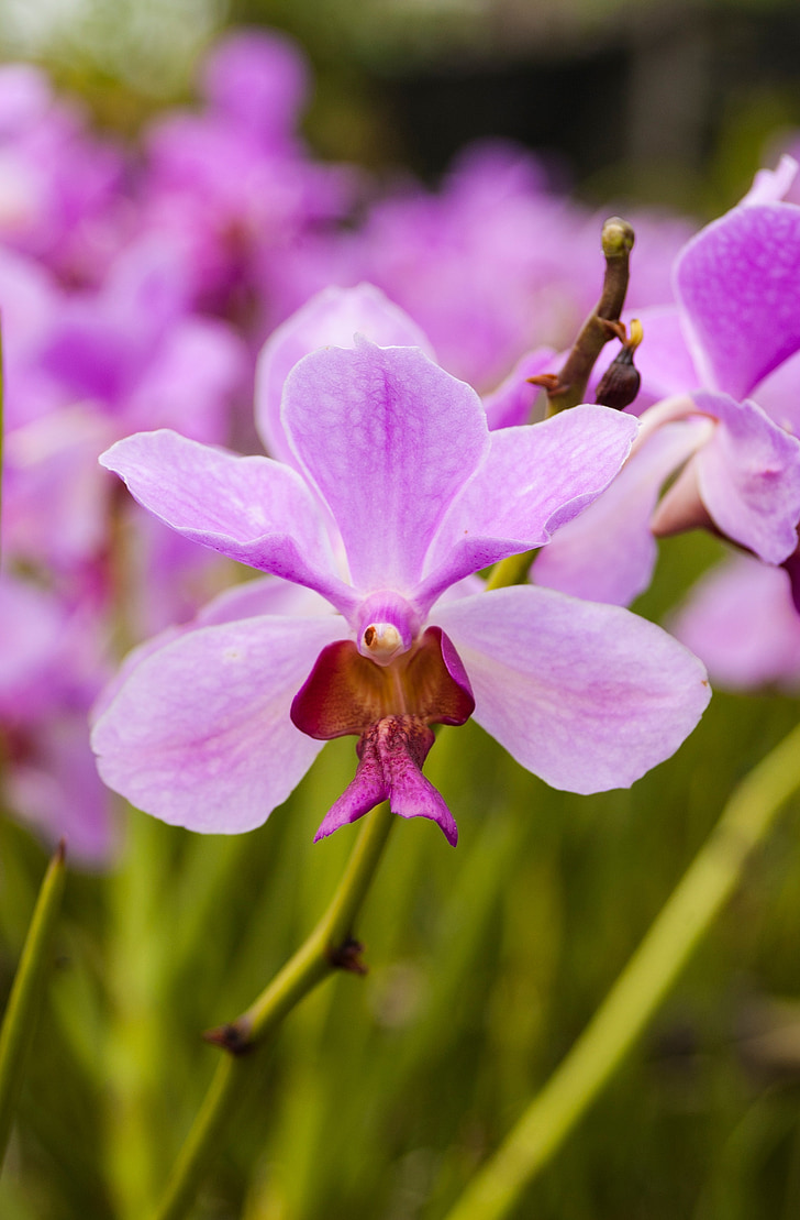 purple, flower, orchid, nature, spa, natural, therapy