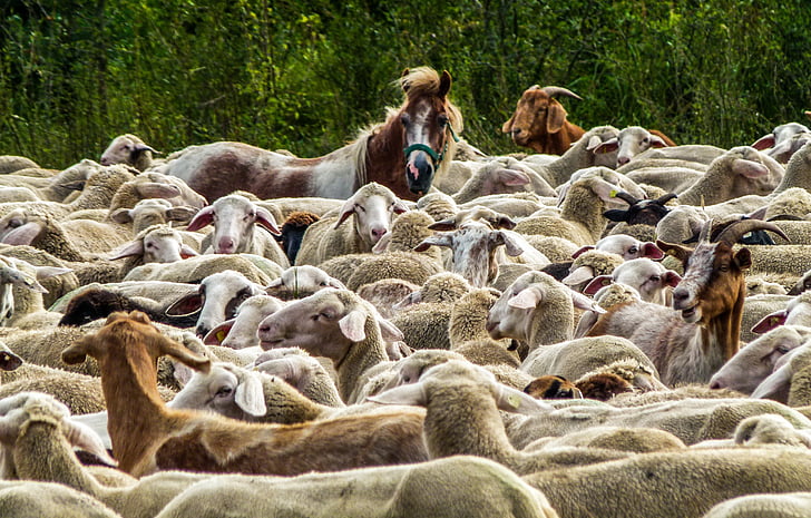 ramat d'ovelles, natura, les pastures, l'agricultura