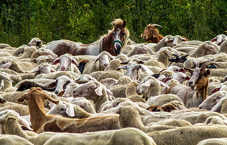 troupeau de moutons, nature, pâturage, Agriculture