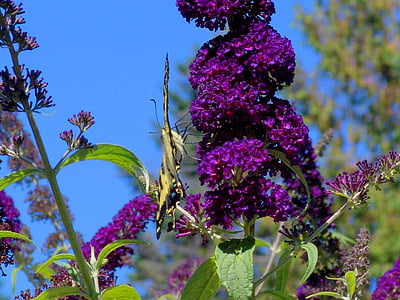 tauriņš, daba, vasarā, Butterfly bush, ziedi, debesis, Violeta