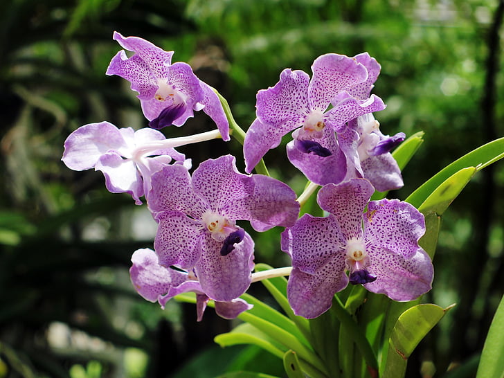 orquídea de raça pura, Chiang mai Tailândia, xitgmlwmp, orquídea, natureza, planta, roxo