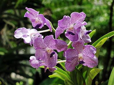 兰花纯种, 泰国清迈, xitgmlwmp, 兰花, 自然, 植物, 紫色