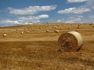 straw, bale, meadow, straw bale, region, landscape, field