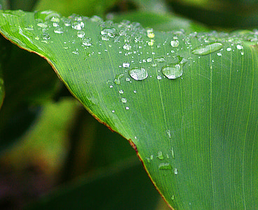 cannae divided leaf, drops of water, dew drops, closeup, wet, plant, flora