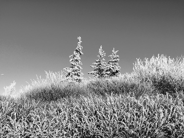 sneg, drevo, krajine, pozimi, črno-belo, na prostem, decembra