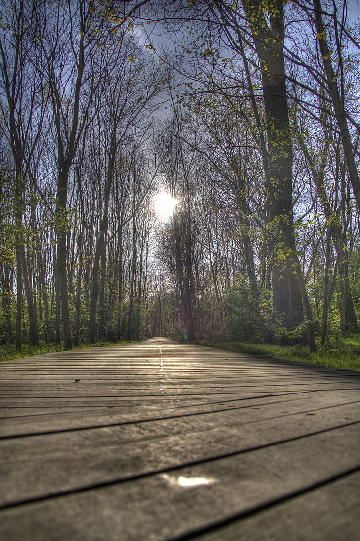 bosque, HDR, Oostende
