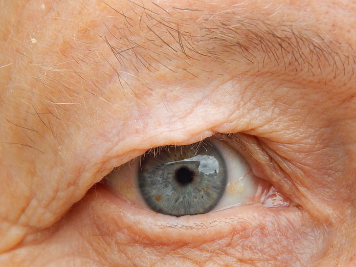 acs, skats, vecmāmiņa