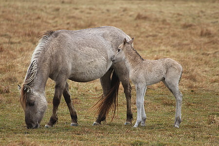 konik horses, foal, seahorses, pony breed, ponies, animal, nature