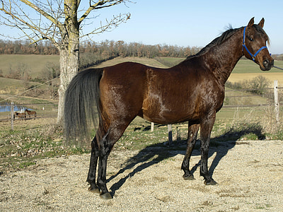 horse, equine, pure arab blood, horses, horse breeding, profile, good looking