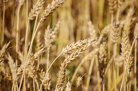 Getreide, Korn, Natur, Körner, Spike, in der Nähe, Hintergrund