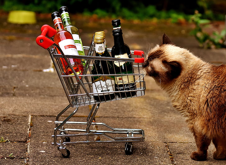 nákupní košík, láhve na víno, Nakupování, kočka, zvědavý, prodej, obchodní