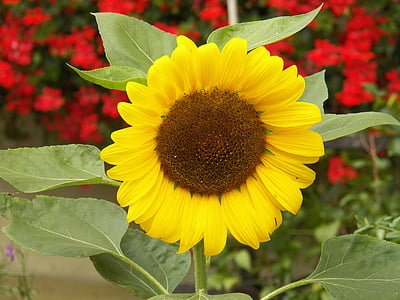 lill, päike, loodus, kollane, õis, Bloom, Sun flower