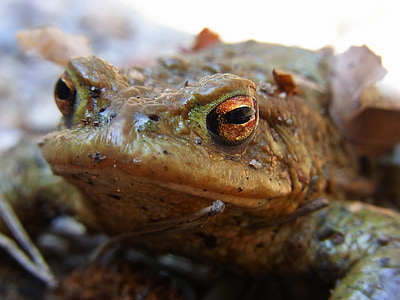 toad, pond, amphibious, eyes, animal, nature, environment