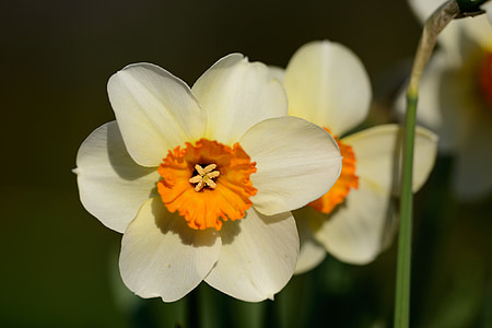 нарциси, Нарцис, блідо-жовтий колір, Весна, квітка, квіти
