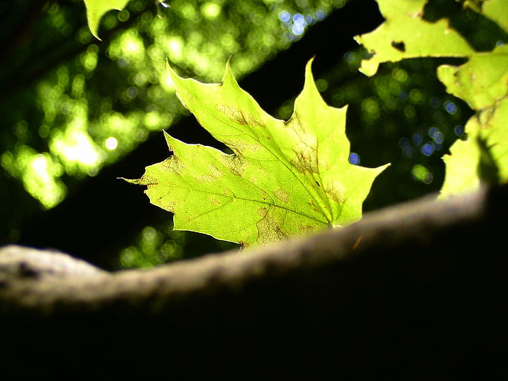 foglia, foresta, parete del giardino, tarda estate, foglie, foglie in autunno, autunno