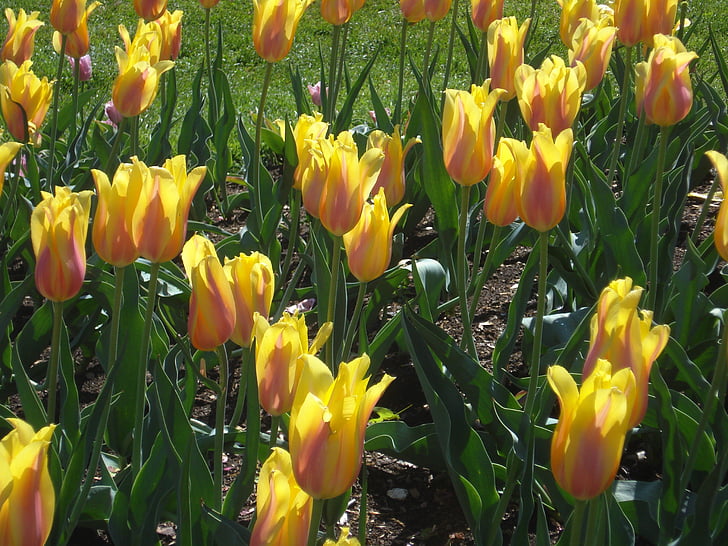 tulipas, amarelo, floral, jardim de tulipa, flor, Primavera, flor