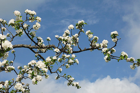 árbol de manzana, flor, rama, primavera, cielo, azul, Blanco