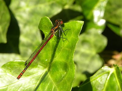vuurjuffer, dragonfly, bug, spring, macro, wings, animals