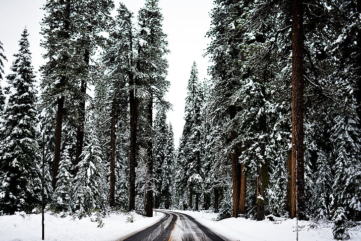 fotos, arbres, al costat de, carretera, l'hivern, bosc, neu