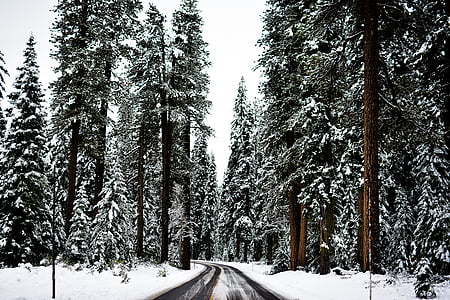 fotos, arbres, al costat de, carretera, l'hivern, bosc, neu