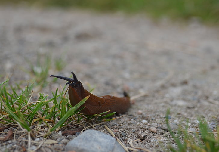 slug, slowly, brown, red, orange
