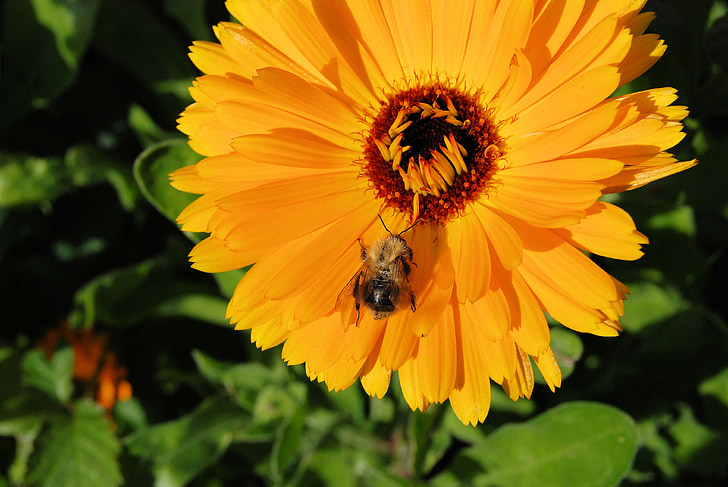 Calêndula, Calêndula, flor, laranja, flor, close-up, abelha