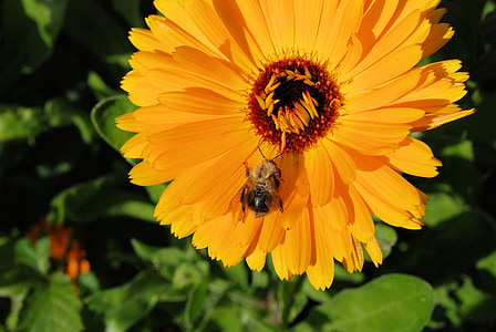 marigold, calendula, flower, orange, blossom, close-up, bee