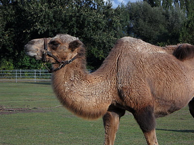 camelo, jardim zoológico, Tiergarten, navio do deserto