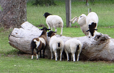 sheep, lambs, flock, farm, agriculture, livestock, animal