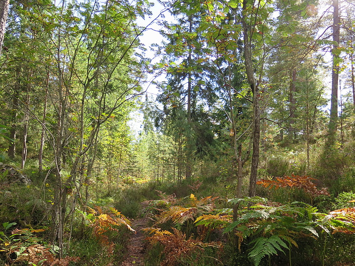 Oslo, østmarka, otoño, bosque, Noruega, al aire libre, senderismo