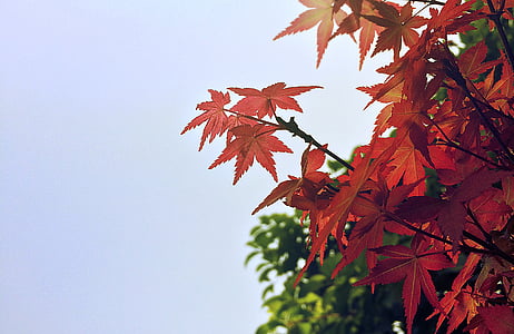 Ahornblade, efterår, film, røde blade