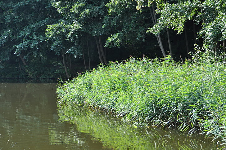 reed, müritz, water, nature, bank, grass, plant