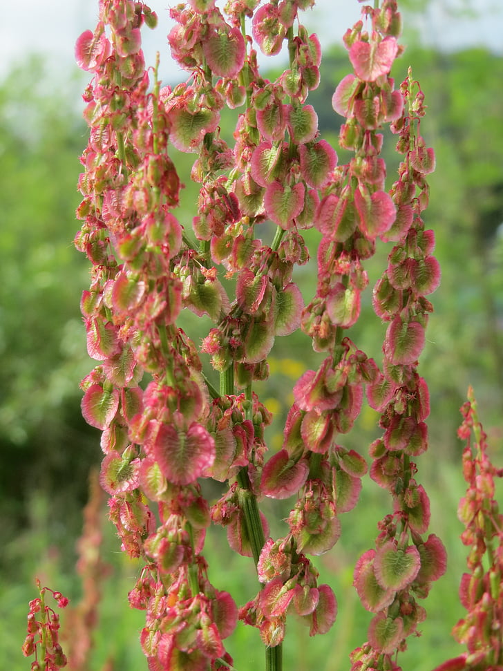 Rumex acetosa, Acetosa comune, giardino acetosa, bacino di spinaci, bacino stretto-leaved, Flora, botanica