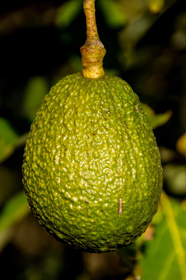 abacate Hass, abacate, frutas, árvore, verde, crescendo, close-up