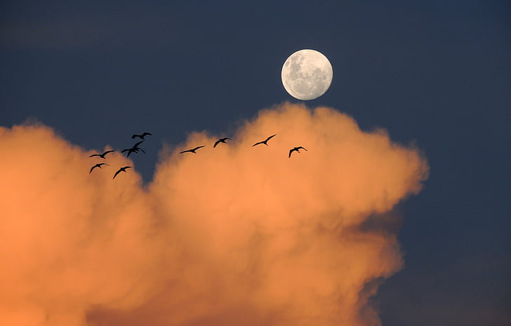 Flock, vtáky, lietanie, západ slnka, oblaky, mesiac, Sky